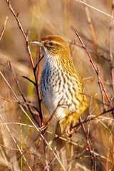 North Island Fernbird - endemic to New Zealand