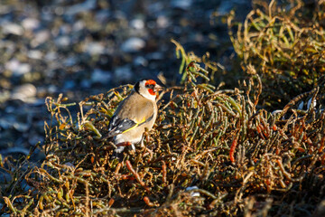European Goldfinch in New Zealand