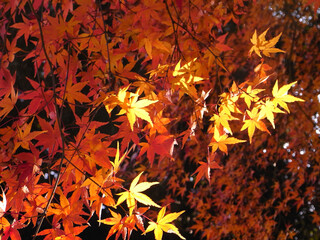 Autumn leaves of Japanese maple
日本のもみじの紅葉