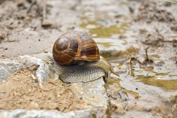 Big snail in shell crawling wet country road. Burgundy snail Helix pomatia , Burgundy edible snail or escargot