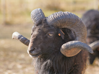 Naklejka premium Portrait of adult male black ouessant sheep with big horns 