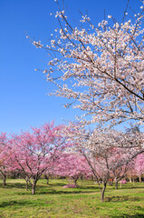 満開の桜　Japanese spring beautiful cherry blossoms