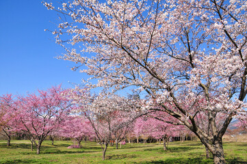 Fototapeta premium 満開の桜 Japanese spring beautiful cherry blossoms