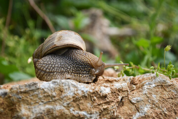Big snail in shell crawling wet country road. Burgundy snail Helix pomatia , Burgundy edible snail or escargot
