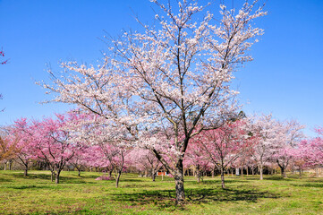 満開の桜　Japanese spring beautiful cherry blossoms