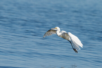 Little Egret in New Zealand