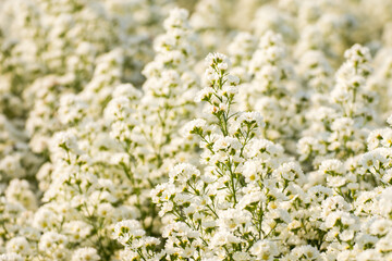 white cutter aster or margaret flower in garden..