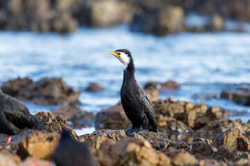 Little Shag / Little Pied Cormorant in New Zealand