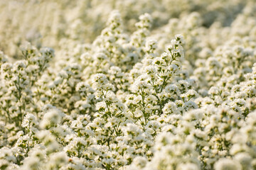 white cutter aster or margaret flower in garden..