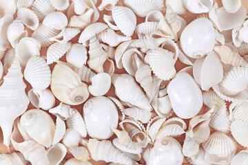 Top view background with various white wedge, clam, turret, cockle and moon sea shells