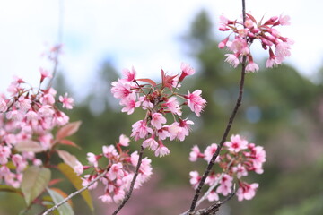 Fototapeta premium pink cherry blossoms