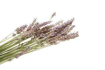 Purple lavender flowers, isolated on a white background
