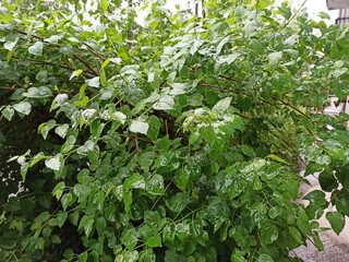 Summer rain green bushes