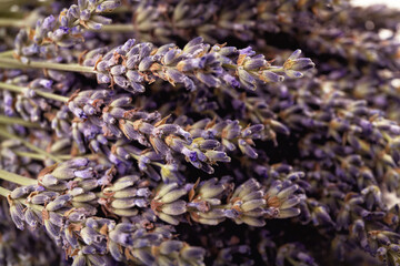 Purple lavender flowers close-up. Fragrant lavender