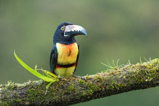  Halsbandarassari (Pteroglossus torquatus) in Costa Rica