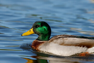 Mallard Duck in New Zealand