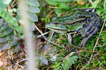 Water frog in the dunes of the Amsterdam water supply Area / Groene kikker in de Amsterdamse Waterleiding Duinen (AWD)