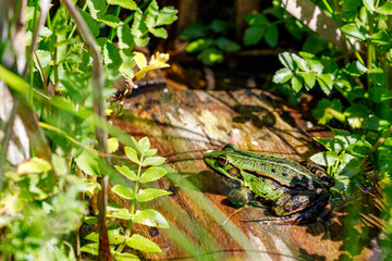 Water frog in the dunes of the Amsterdam water supply Area / Groene kikker in de Amsterdamse Waterleiding Duinen (AWD)