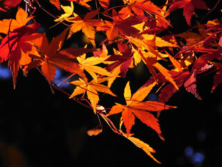 Autumn leaves of Japanese maple
日本のもみじの紅葉