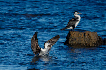 Fototapeta na wymiar Pied Shag / Cormorant in New Zealand