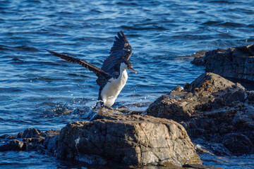 Pied Shag / Cormorant in New Zealand