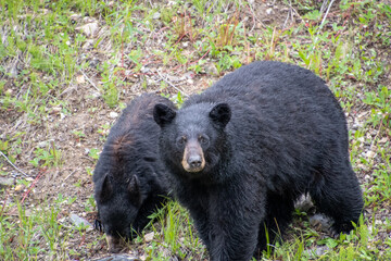 A closeup of blackbears by the roadside.  Banff National park  AB Canada
