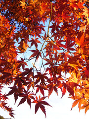 Autumn leaves and blue sky of Japanese maple
日本のもみじの紅葉と青空