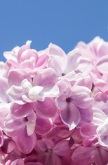 Flowering branch of lilac on a background of blue sky in spring garden