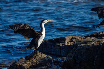 Pied Shag / Cormorant in New Zealand
