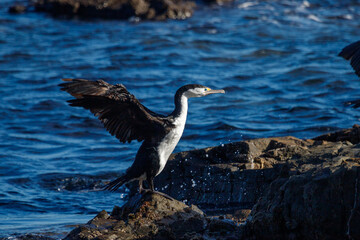 Pied Shag / Cormorant in New Zealand