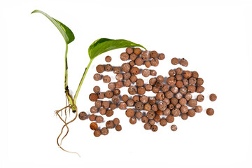 Bare rooted houseplants and expanded clay pellets for keeping plants in passive hydroponics system...