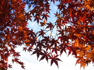 Autumn leaves and blue sky of Japanese maple
日本のもみじの紅葉と青空