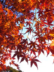 Autumn leaves and blue sky of Japanese maple
日本のもみじの紅葉と青空