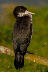 Pied Shag / Cormorant in New Zealand