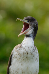 Pied Shag / Cormorant in New Zealand