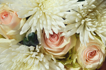 white chrysanthemum and pink roses. a lush flower. background for the design. delicate decor.