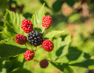 Ripe fruits and foliage of Morus Nigra. blackberries on the bush.