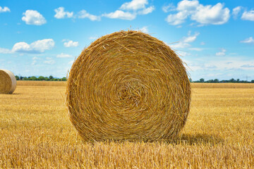 Front view of Large round hay bale on agricultural field in front of blue sky © Firn