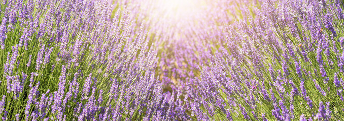 Lavender flower in the grass green shallow depth of field. Beautiful purple lavender flowers ready for harvesting.