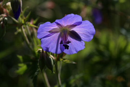 Delicate blue flowers of the meadow geranium