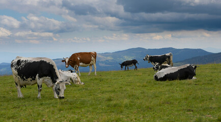 Vogesenk&uuml;he in den Hochvogesen in Frankreich