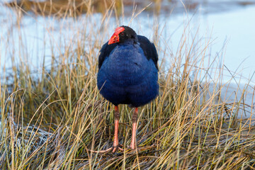 Pukeko / Purple Swamphen in New Zealand