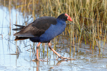 Pukeko / Purple Swamphen in New Zealand