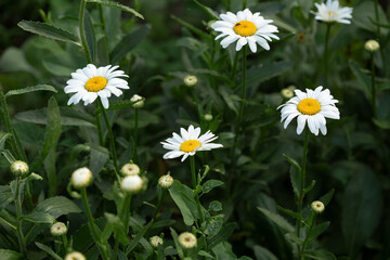 Obraz premium Chamomile blossom on green garden background
