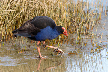 Pukeko / Purple Swamphen in New Zealand