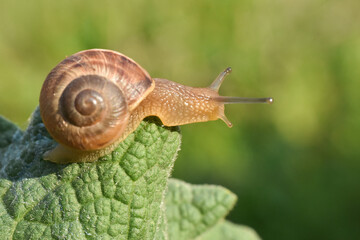 Curious snail in the garden on green leaf. Snail on leaf in garden. Burgundy snail Helix pomatia , Burgundy edible snail or escargot