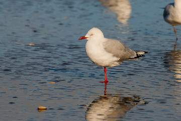 Red-billed / Silver Gull in New Zealand