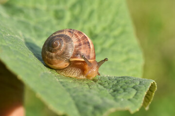 Curious snail in the garden on green leaf. Snail on leaf in garden. Burgundy snail Helix pomatia , Burgundy edible snail or escargot