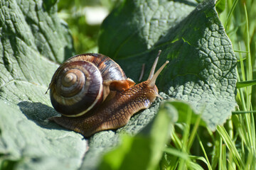Curious snail in the garden on green leaf. Snail on leaf in garden. Burgundy snail Helix pomatia , Burgundy edible snail or escargot