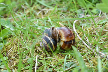 Couple of snails mating. Snails in their love dance